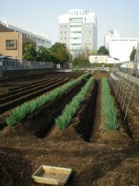 [tokyo+garden+plot+1]