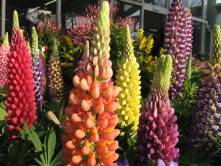 [flower+heads+lined+up]