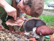 [winecaps+small+with+karyn]