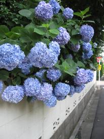 [hydrangea3]