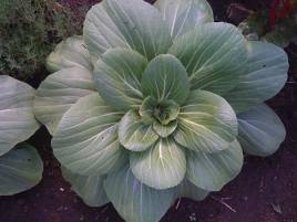 [bok+choi+small]