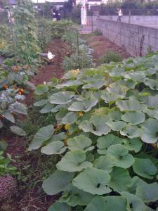 [pumpkin+early+july+small]