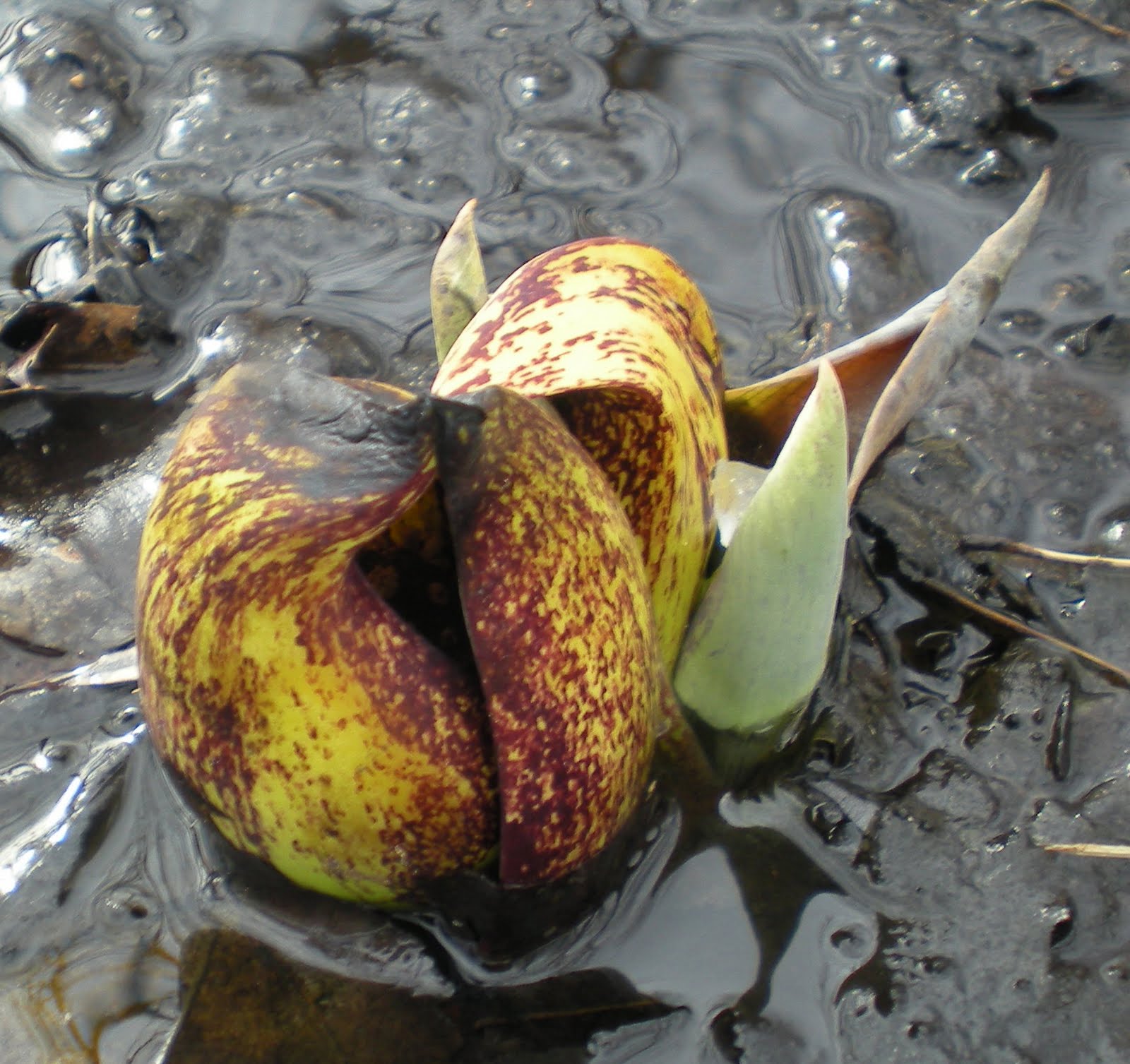 [skunk+cabbage+cropped.jpg]