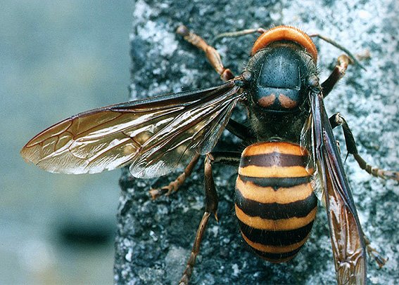 [vespa-hane001bb72.jpg]