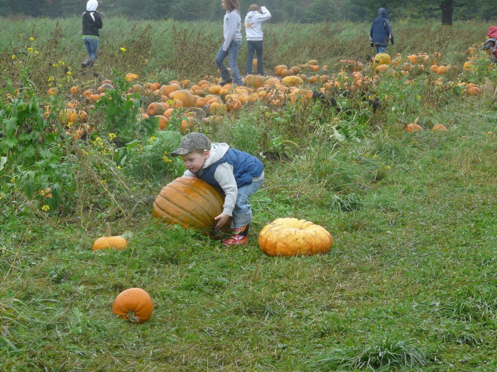 [Pumpkin+Patch+2008+106.jpg]