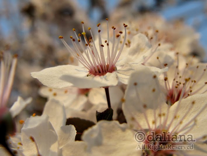 Photographis Flower Power Spring series