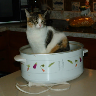 crockpot+kitty.JPG