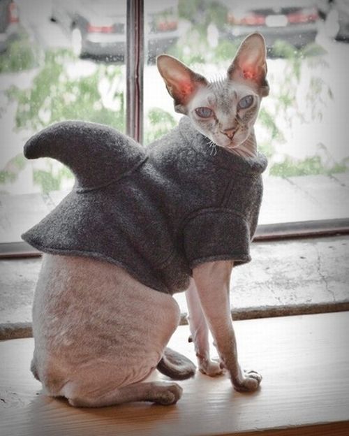 cats_and.jpg