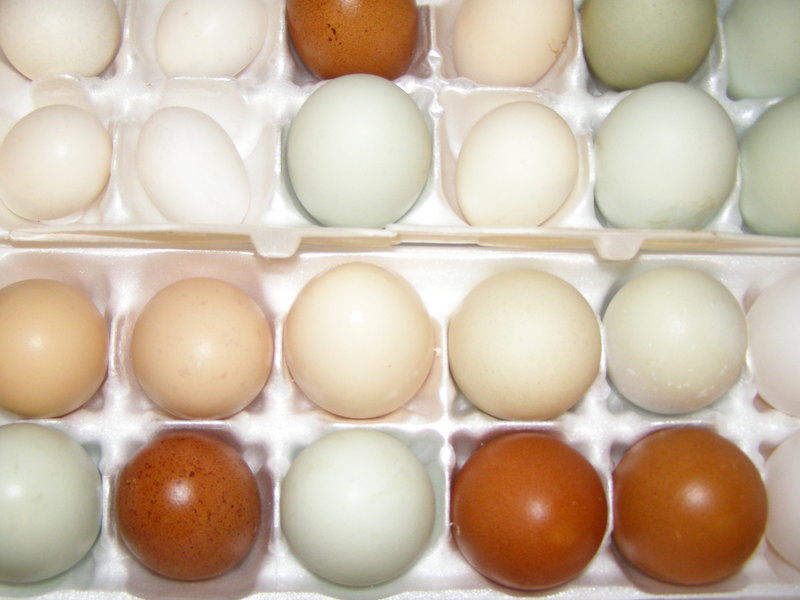 [brown_egg_amongst_white.jpg]