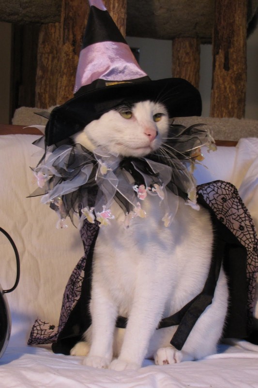 saya dairy: Cat Beauty Pageant