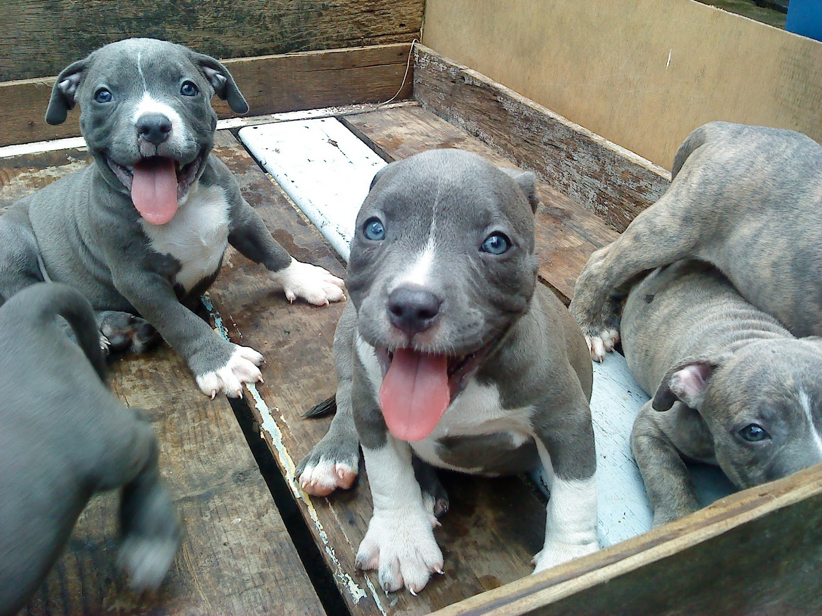 AMERICAN BULLY BULLY PUPPY FOR SALE