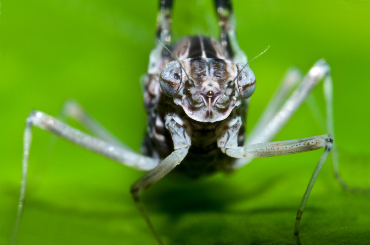 Harvey S Spiders N Stuff Mayfly Callibaetis Ferrugineus Harvey S Spiders N Stuff Mayfly Callibaetis Ferrugineus