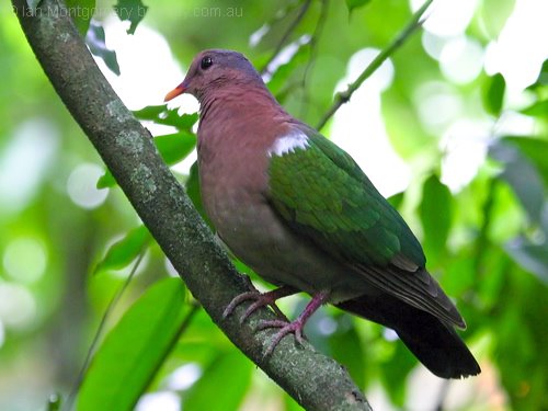 [emerald_dove_12297.jpg]