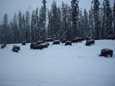 Buffalo Alongside of Roadway