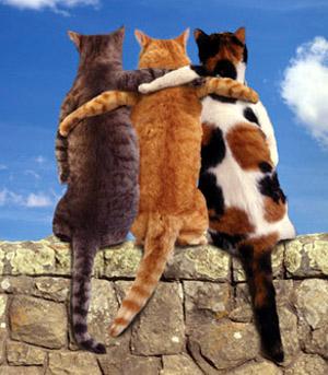 GATOBOOK-CATBOOK GATOBOOKS-CATBOOK