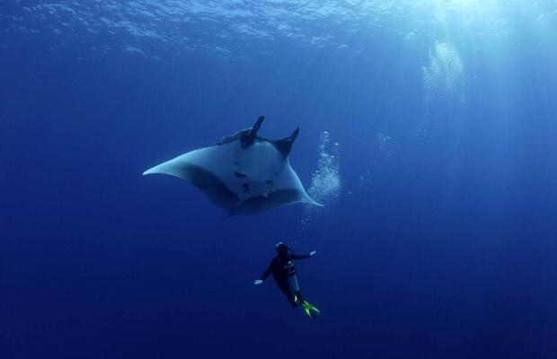 [Manta+Rays+Swim+With+Divers+_6.jpg]