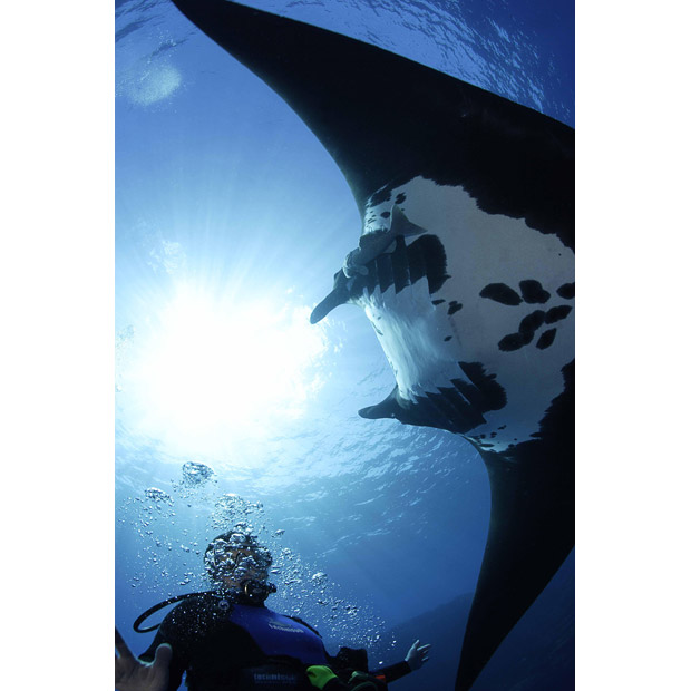 [Manta+Rays+Swim+With+Divers+_3.jpg]