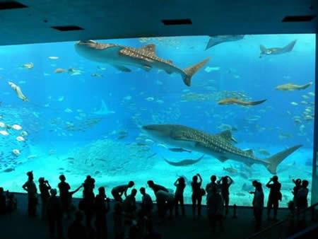 [Breathtaking_+Aquariums_Around_The_World_04.jpg]