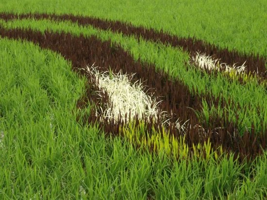 [rice-field-close-up.jpg]