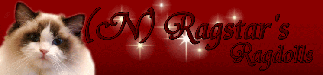 mirakelkammen ragdoll