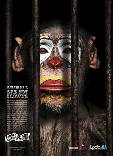 Macaque Sad macaque by WOW Barbie