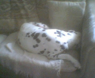 Dalmatian Lancelot with his face buried in the corner of the couch