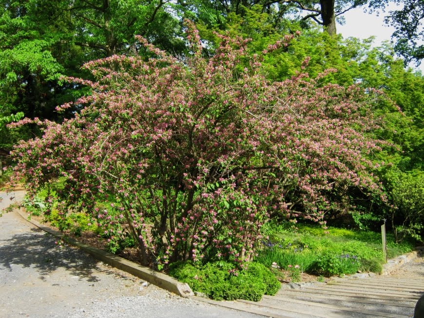 Beechwood Landscape Architecture And Construction Carnaval Old