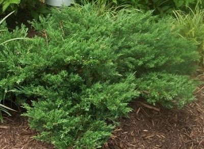 Future Plants by Randy Stewart: Junipers for all Landscapes