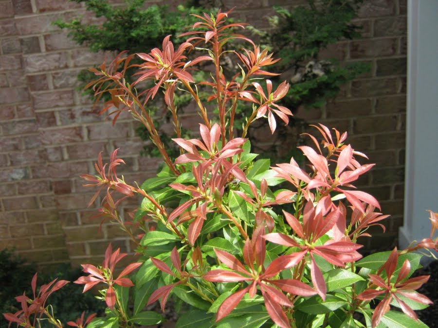 Pieris Poisoning In Dogs Symptoms Causes Diagnosis Treatment