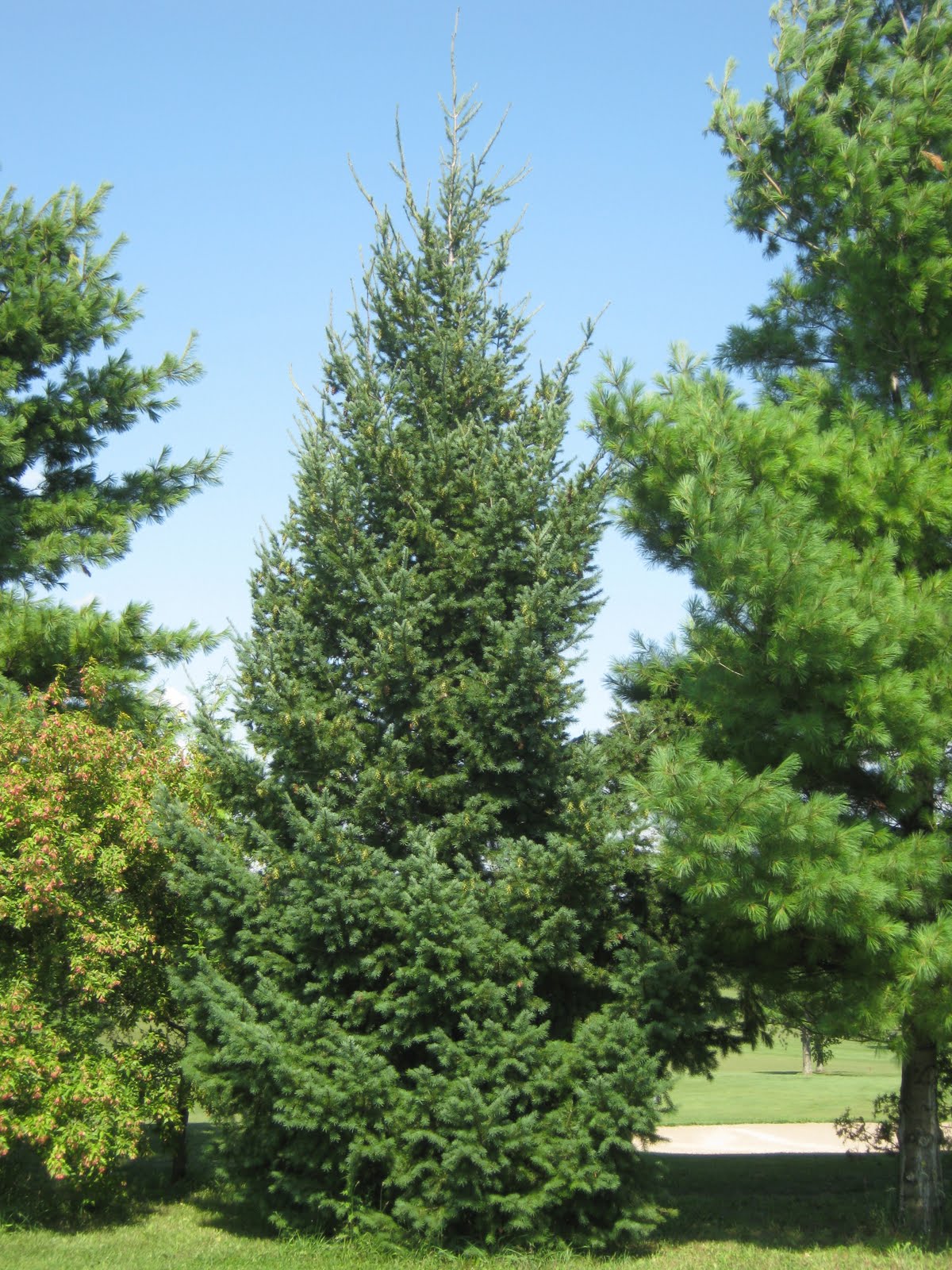 пихта дугласа