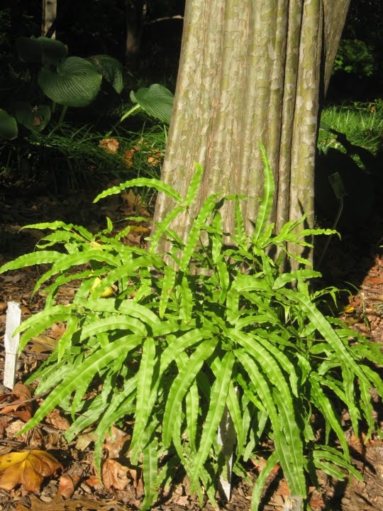 Future Plants by Randy Stewart: Ribbon Fern