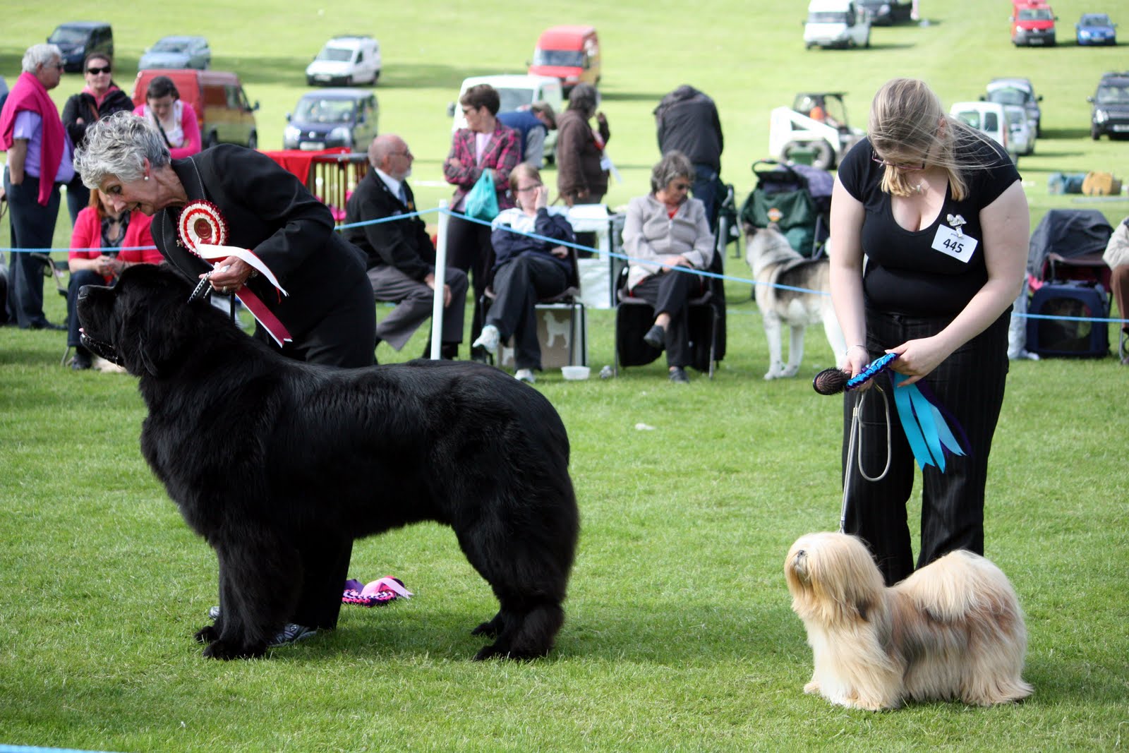 Spey Valley Dog Training Club Dundee Canine Club