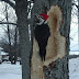 Pileated Woodpecker Damage : Pileated woodpecker description, behavior, feeding, reproduction, pileated woodpecker threats pileated woodpecker description.