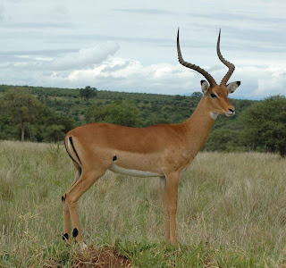 impala Aepyceros melampus mamiferos de africa