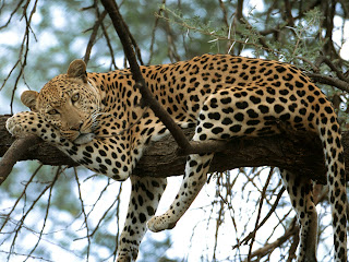 leopardo Panthera pardus mamiferos de Africa