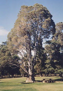 Cedro de Guadalupe (Cupressus guadalupensis)
