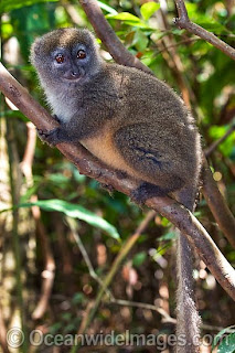 lemur cariancho Hapalemur griseus