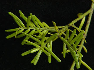 Pino negro (Prumnopitys taxifolia)