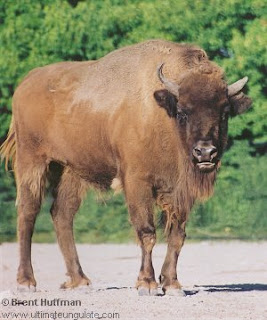 bovidae bisonte europeo Bison bonasus