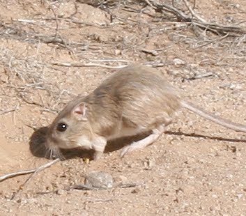 rata canguro del desierto Dipodomys deserti