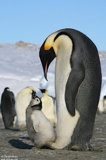 biologia del pinguino emperador Aptenodytes forsteri
