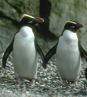 pinguino de Nueva Zelanda Eudyptes pachyrhynchus