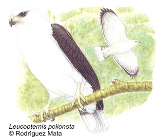 aguilucho blanco Leucopternis polionota aves de Argentina