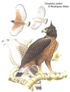 águila poma Spizaetus isidori birds of Argentina