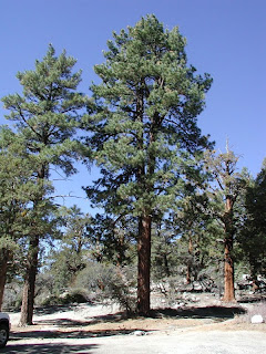 pino real Pinus ponderosa