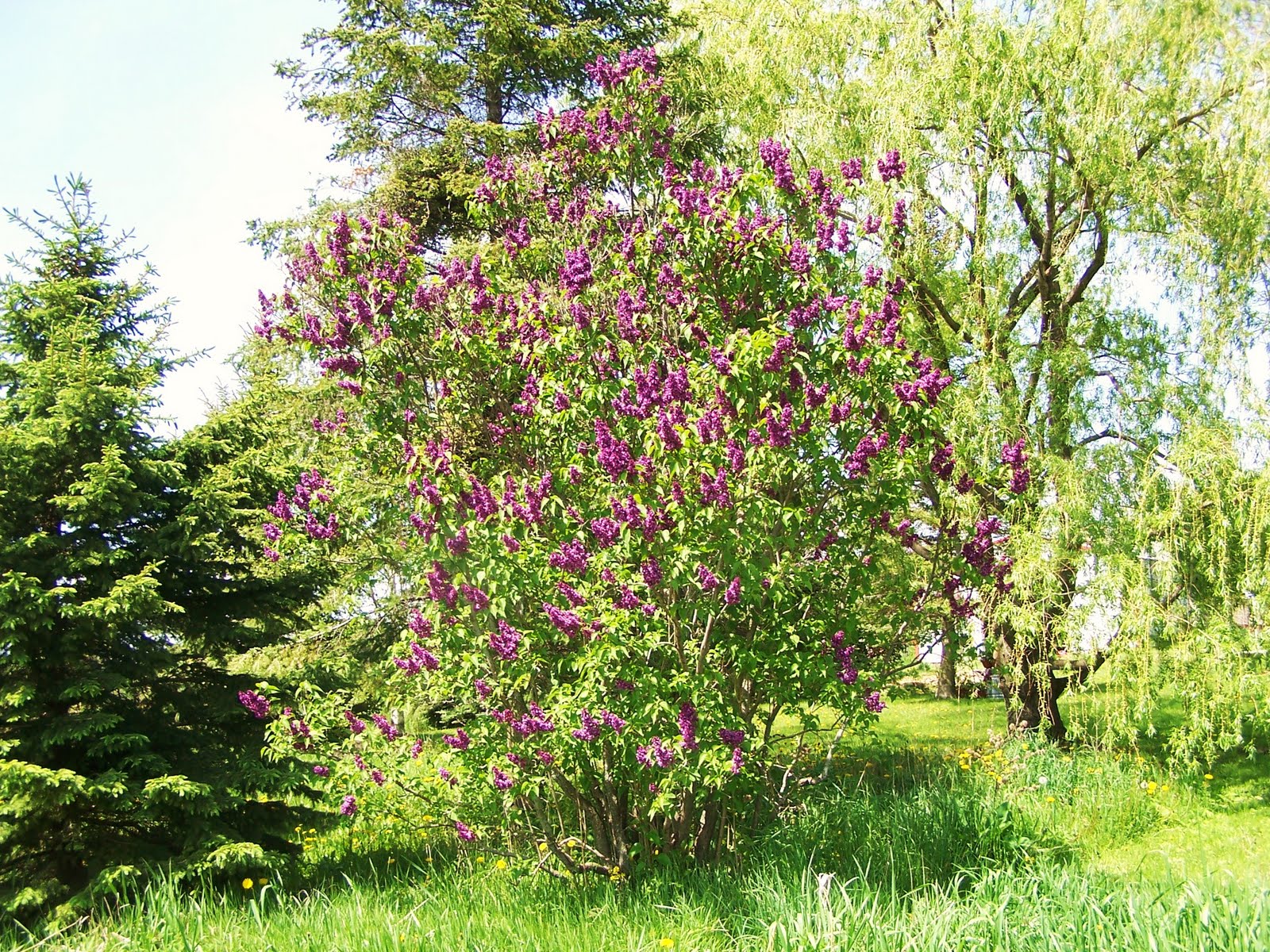 Iowa Weather & Gardening Lilacs Galore Lilacs are in full bloom!