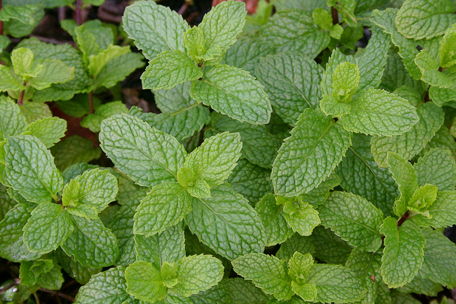 PlantaMer Hierbahuerto / hortelana / hierbabuena/ menta PlantaMer Hierbahuerto / hortelana / hierbabuena/ menta
