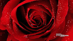 NICE ROSE