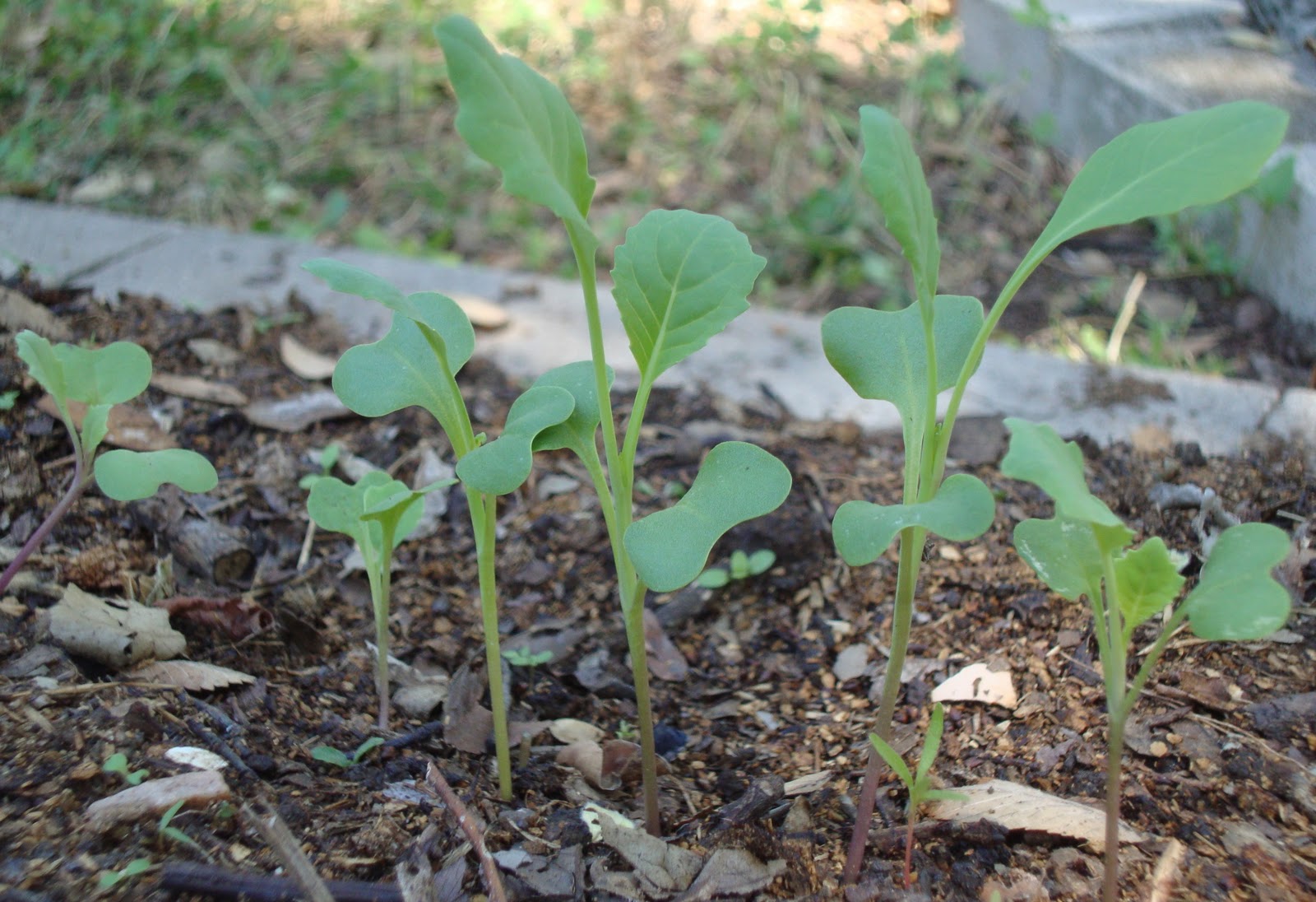 Where Plants Rule Thinning Seedlings