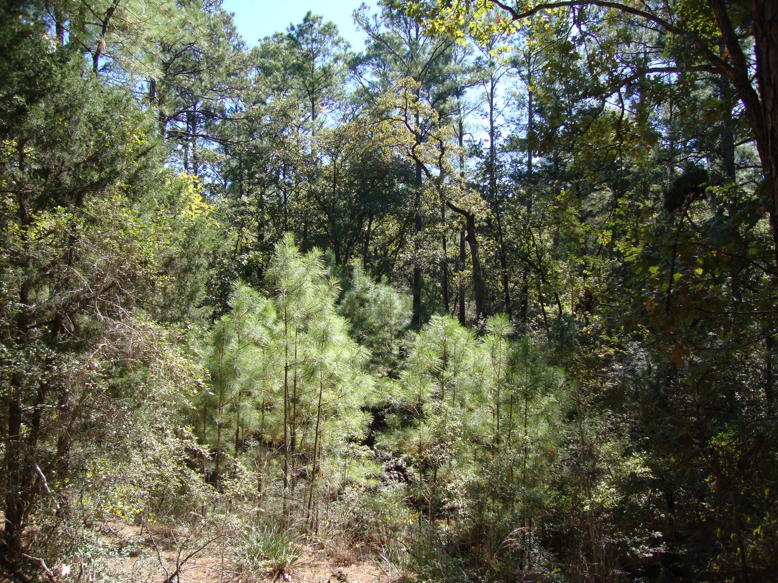 Where Plants Rule The LessVisited Lost Pines